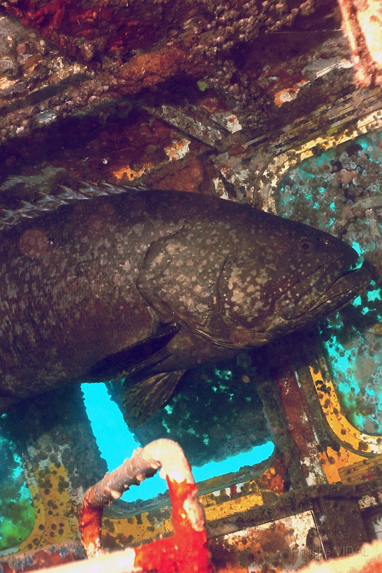 Sipadan_2015_Loche ou Merou geant_Epinephelus lanceolatus_IMG_2611_rc.jpg